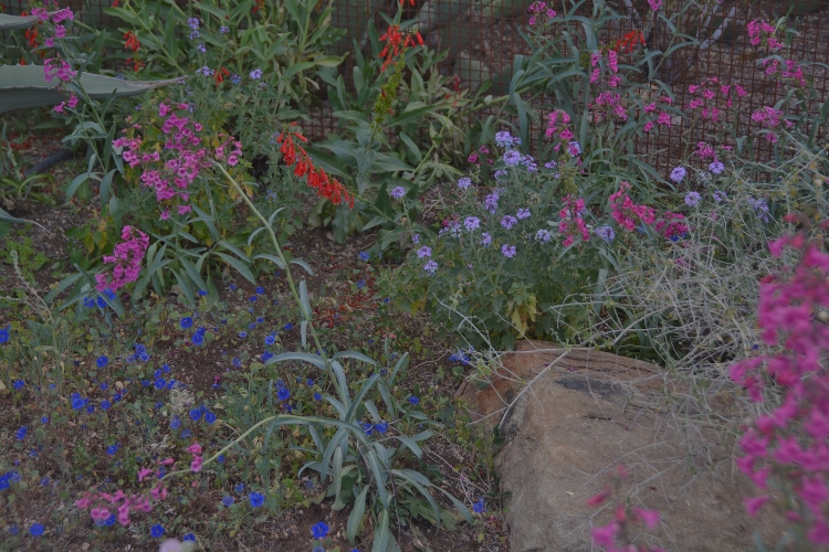 spring flowers